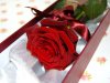 awww.clareflorist.co.uk_ProdImages_flowers_single_red_rose_84.jpg